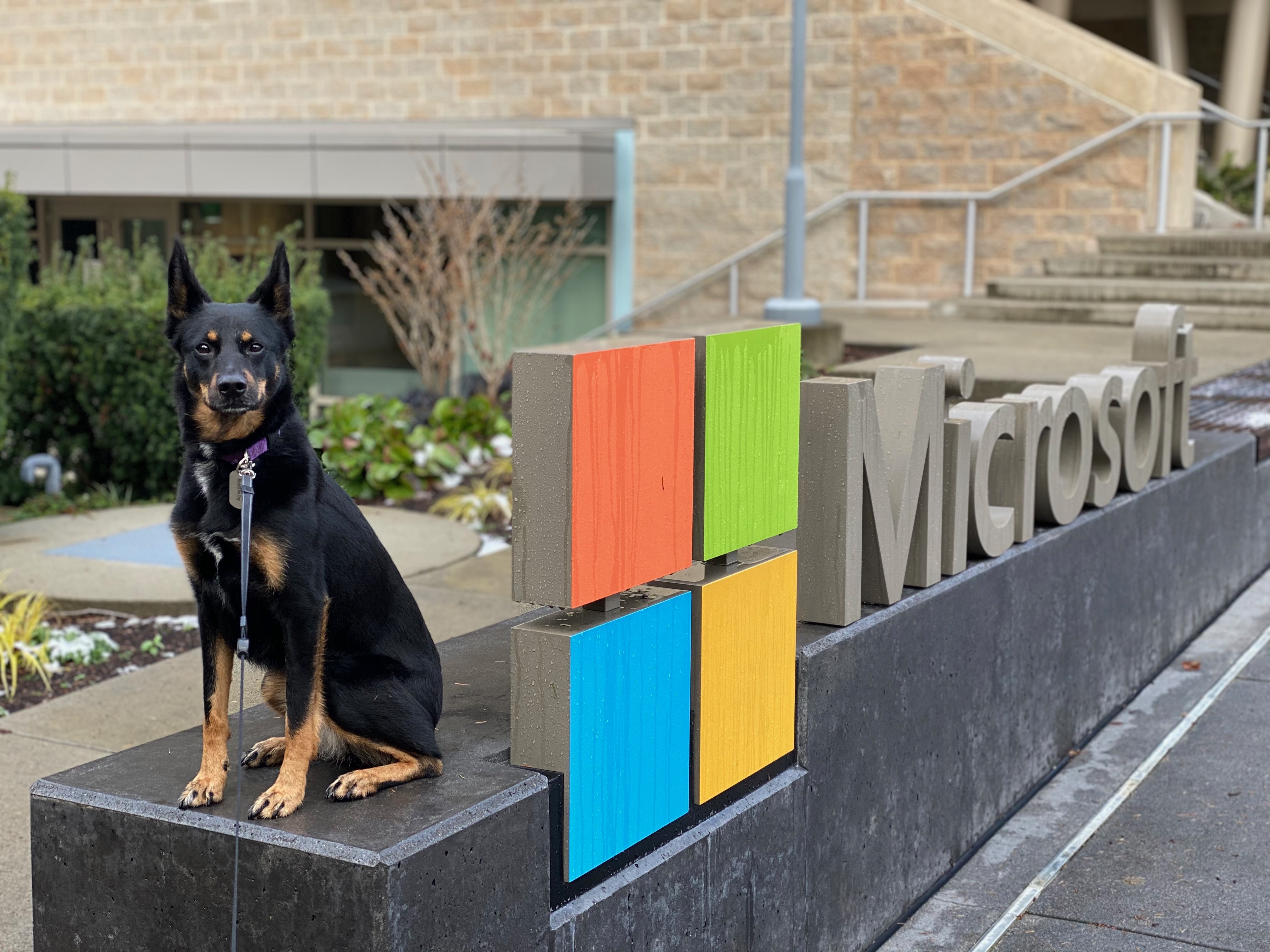 Murphy at Microsoft